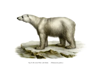 Polar Bear